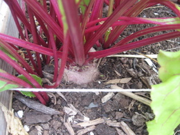 Beets