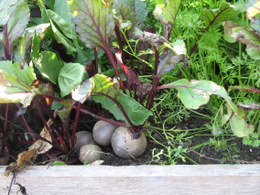 Beets