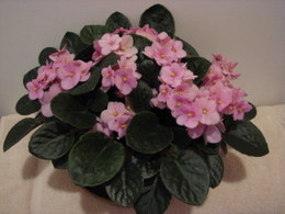 African Violet