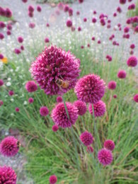 Allium sphaerocephalon