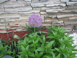 Allium