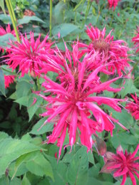 Bee Balm