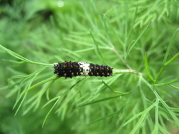 Black Swallowtail caterpillar.