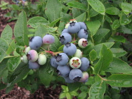Blueberry