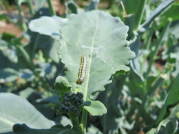 Cross-Striped Cabbage Worm