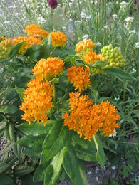 Butterfly Weed