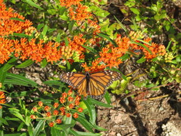 Butterfly Weed
