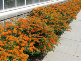 butterflyweed1489.JPG