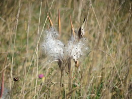 Butterfly Weed Seed Pod