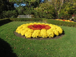 Chrysanthemum