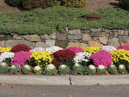 Garden Mums