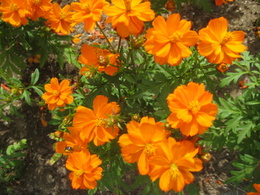 Cosmos 'Cosmic Orange'