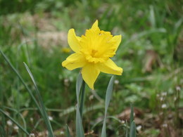 daffodil6418