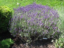 Lavender