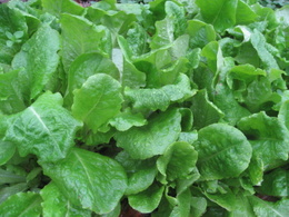 Lettuce