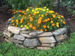 Marigold