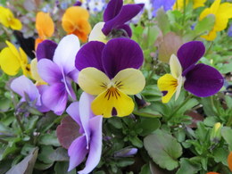 pansy0744.JPG