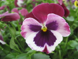 pansy2587.JPG