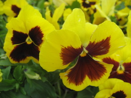 pansy4263.JPG