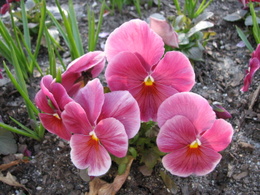 pansy5359.JPG