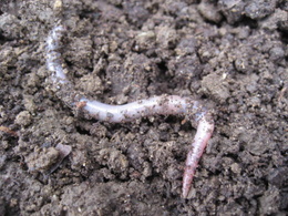Soil