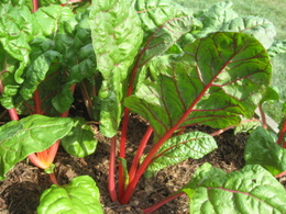 Swiss chard