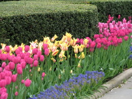 Tulip
