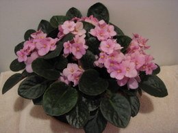 African Violet