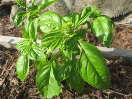 Basil