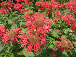 beebalm3434