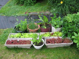 Container Garden