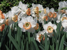 Daffodil Pink Pride