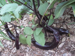 Eggplant 'Ichiban'