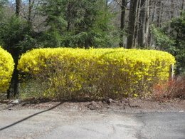 forsythia2513