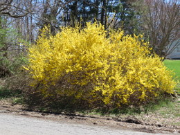 forsythia3993