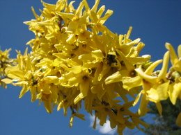 forsythia4265