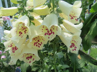 Foxglove