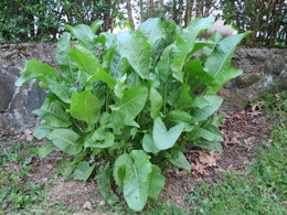 Horseradish