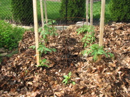 Mulch