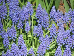 muscari2141.JPG