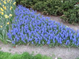 muscari5205.JPG