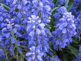 muscari5376.JPG