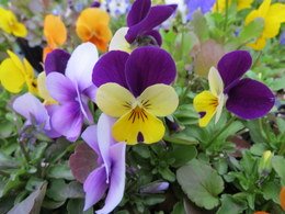 pansy0744.JPG