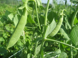 Pea