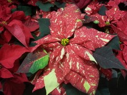 Poinsettia