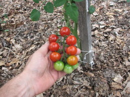Cherry Tomato