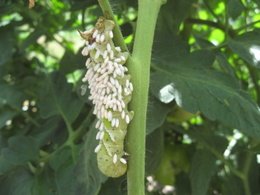 Tomato Hornworm