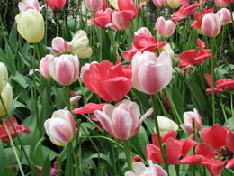 tulip0694