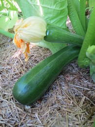 Zucchini